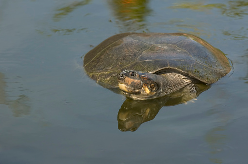 A Yellow-spotted Amazon River Turtle come up for a breath of fresh air