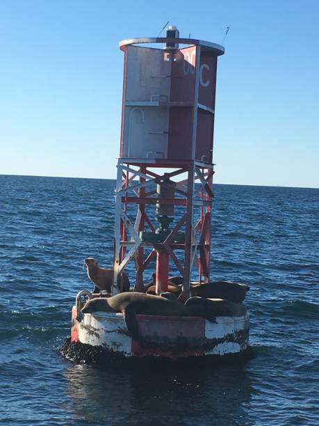istock Sea Lionson a Buoy 1158893486