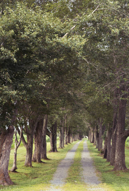 istock Tree lined gravel road in Virginia 1158893493