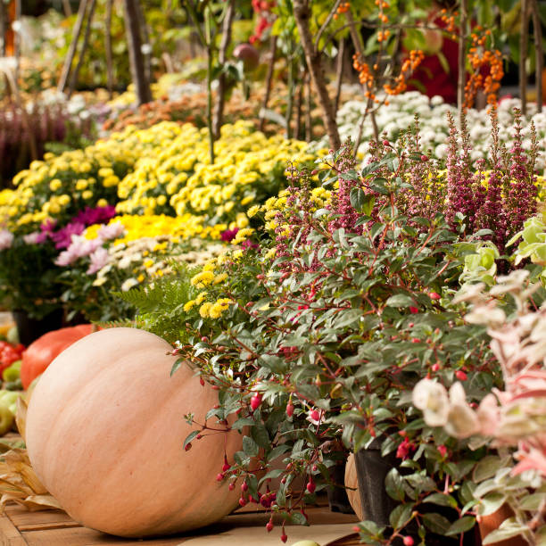 istock colorful asters and ripe pumpkins 1158893765