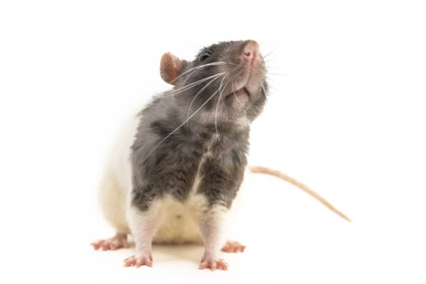 istock The black-and-white decorative rat stretches his muzzle upwards, sniffing the air, against a white background 1158894519