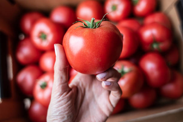 istock a big ripe pink tomato in a hand 1158894530