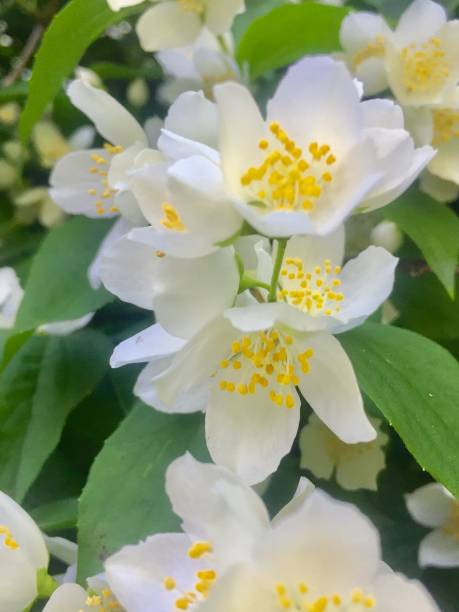 istock Flowers fresh and alive 1158894689
