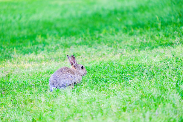 istock Hare in the grass in the forest. 1158895302