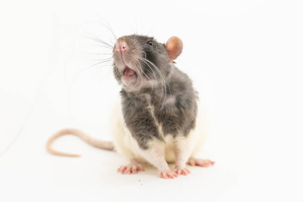 istock The black-and-white decorative rat, with a surprised expression on his muzzle, looks to the side, against a white background 1158895343