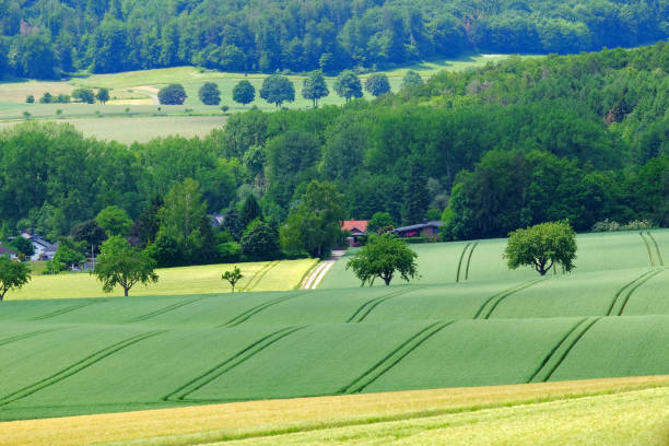 istock View on the agricultural fields with grain in Germany. 1158895725