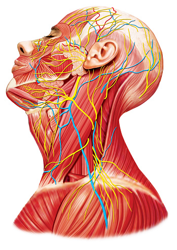 Anatomía del cuello y la cabeza photo