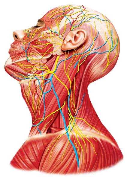 anatomía del cuello y la cabeza - human artery fotografías e imágenes de stock