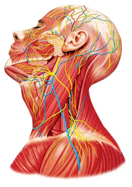 Photo of Anatomy of the neck and head