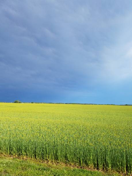 istock Stormy sky and farmer's field 1158896469