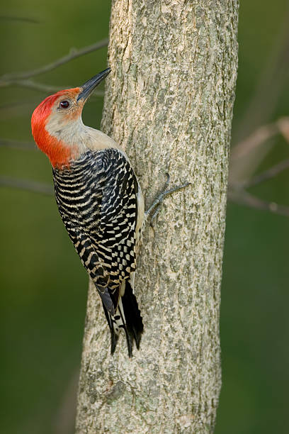 istock Red-bellied woodpecker Melanerpes carolinus 115889707
