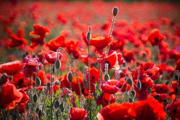 istock field of the poppies 1158897459