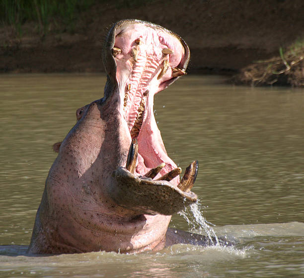 hippo - safari animals audio стоковые фото и изображения