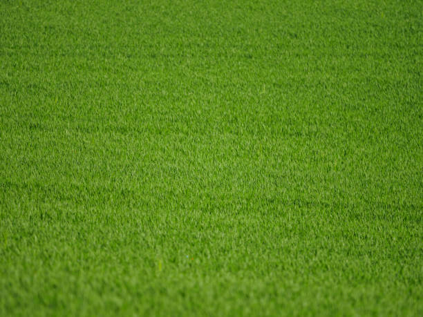 istock green grain field early growth phase 1158898560