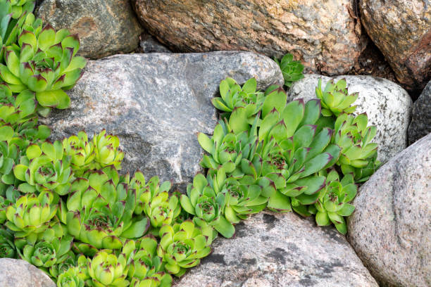 sempervivum constante da planta como o houseleek em um jardim de rocha no jardim ornamental no jardim do verão - stone leek - fotografias e filmes do acervo