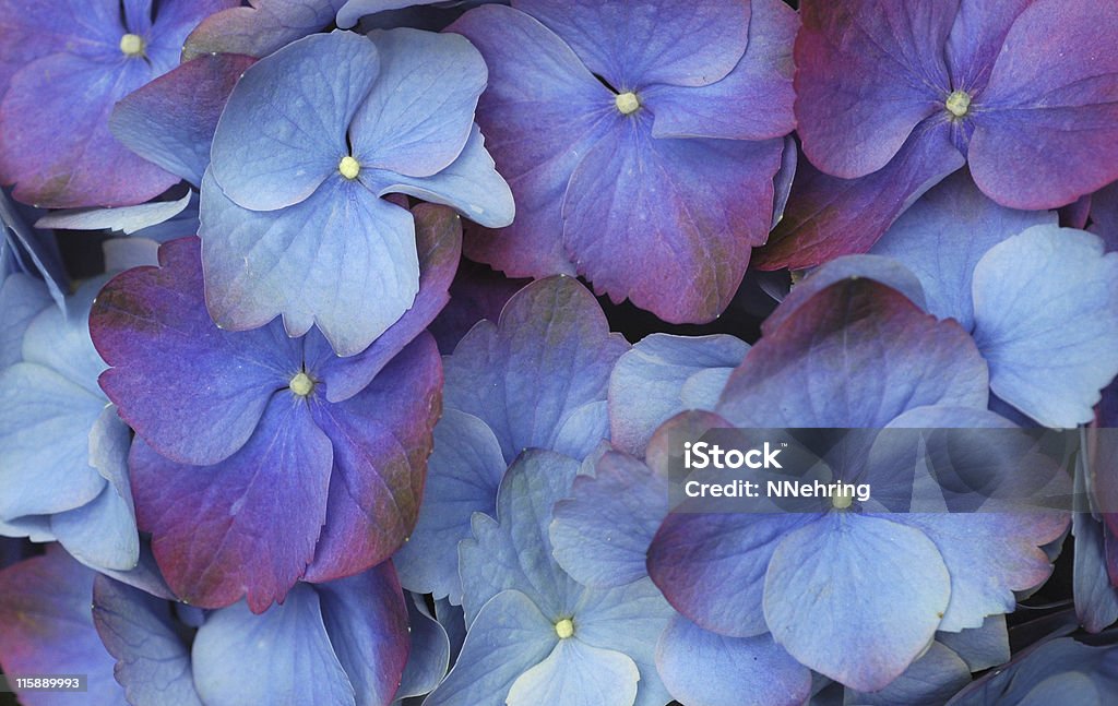 Flores de Hortênsia - Foto de stock de Azul royalty-free