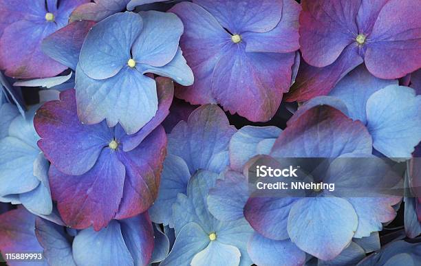 Foto de Flores De Hortênsia e mais fotos de stock de Azul - Azul, Cabeça da flor, Cultivado