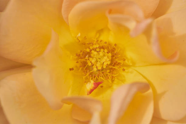 istock yellow rose picture background 1158900361