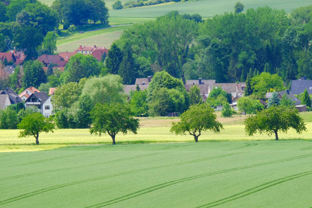 istock View on the agricultural fields with grain in Germany. 1158900394