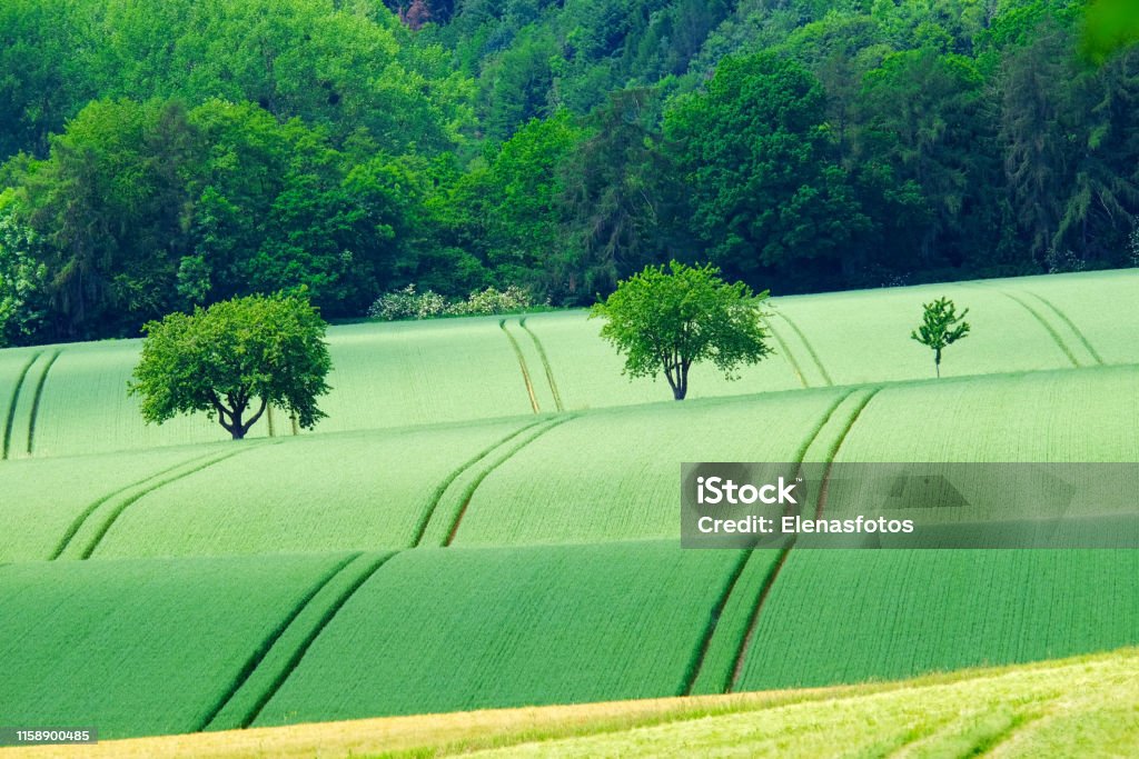 View on the agricultural fields with grain in Germany. View on the agricultural fields with various types of grain in Bad Pyrmont, Germany. Nature Stock Photo