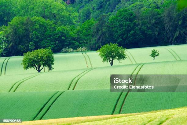 View On The Agricultural Fields With Grain In Germany Stock Photo - Download Image Now