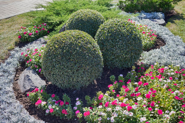 park z krzewami i kamieniami. projektowanie krajobrazu - bush formal garden boxwood flower bed zdjęcia i obrazy z banku zdjęć