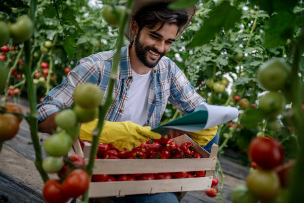 istock Organic farmer checking his tomatoes in a hothouse 1158903096