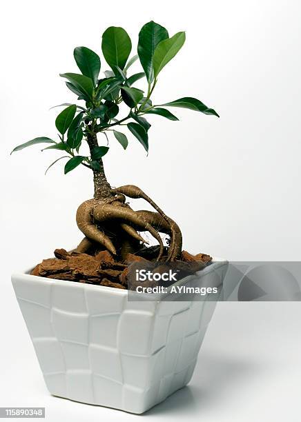 Ginseng Bonsai Stockfoto und mehr Bilder von Ginseng - Ginseng, Bengalischer Feigenbaum, Feigenbaum