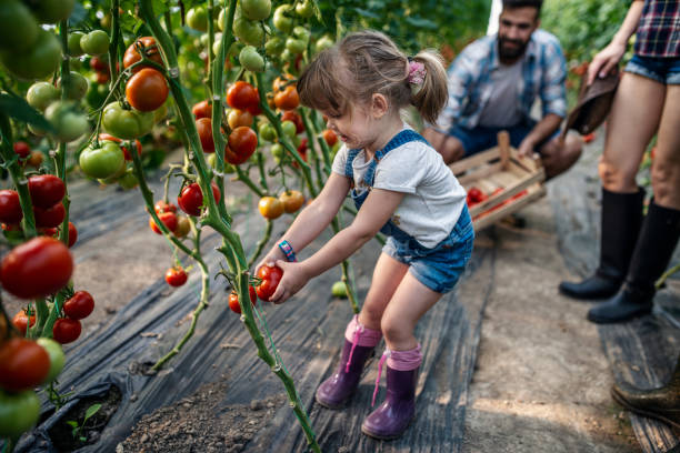 una bambina aiuta i suoi genitori a raccogliere pomodori - gardening child vegetable garden vegetable foto e immagini stock