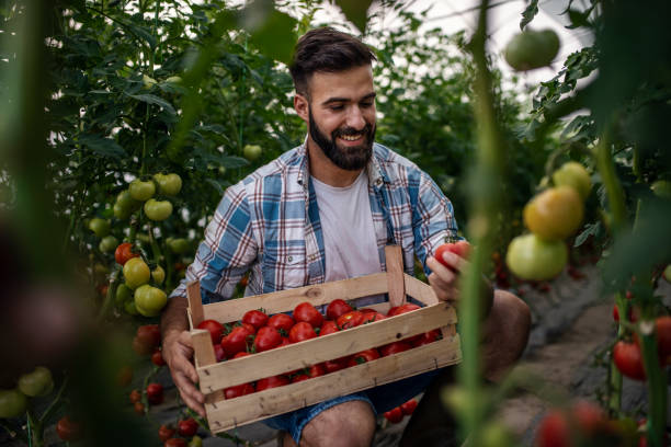 Organic farmer checking his tomatoes in a hothouse