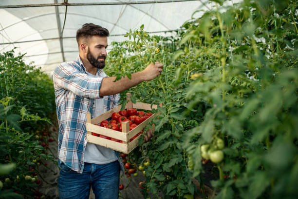 istock Organic farmer checking his tomatoes in a hothouse 1158904797