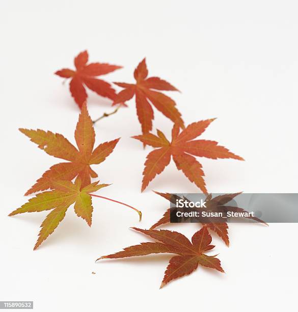 분재 단풍 잎 0명에 대한 스톡 사진 및 기타 이미지 - 0명, 가을, 가을 단풍