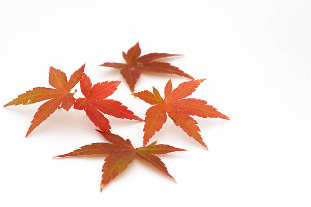 japanische ahorn blätter - autumn japanese maple maple tree selective focus stock-fotos und bilder