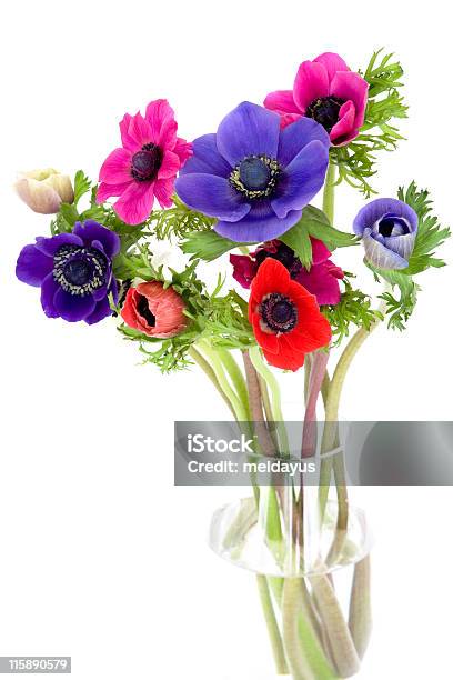 Anemones Foto de stock y más banco de imágenes de Anémona - Familia del Ranúnculo - Anémona - Familia del Ranúnculo, Buqué, Fondo blanco