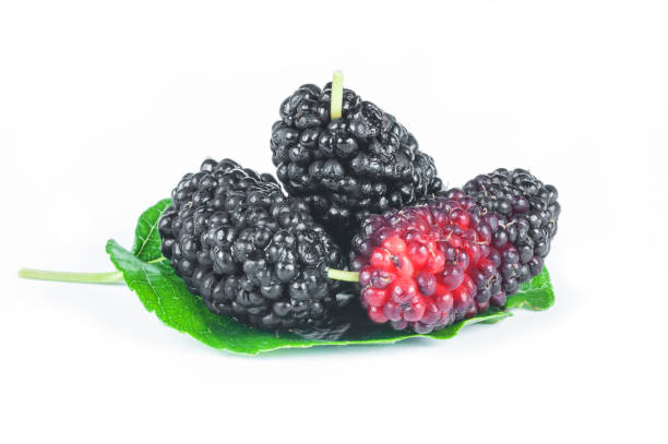 istock Fresh ripe black mulberry berry fruit with leaf isolated on white background, blackberry summer red fruits concept 1158905842