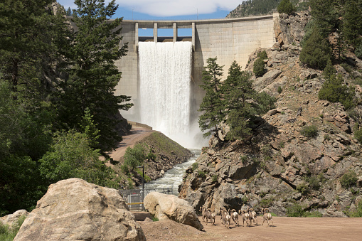 Bighorn sheep trot past the Strontia Springs Dam as water pours out of the spillways into the South Platte River in Waterton Canyon.