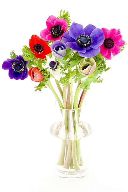 A colorful bouquet of anemones in a glass vase stock photo