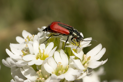 Eating pollen from hoary alyssum flowers, a tiny seven millimeter long scarlet malachite beetle feeds near Bear Creek in Morrison, Colorado.