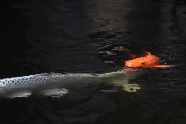 istock Varicolored carp / Japanese Nishiki Koi 1158907926
