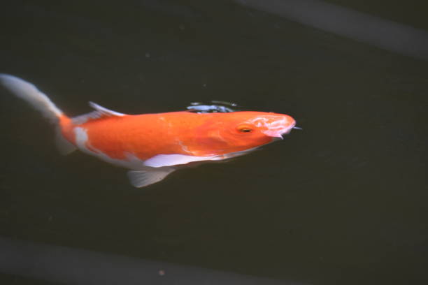 istock Varicolored carp / Japanese Nishiki Koi 1158907962