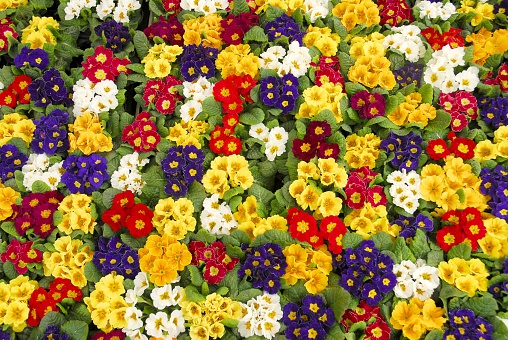 Colorful primroses at the flower market.