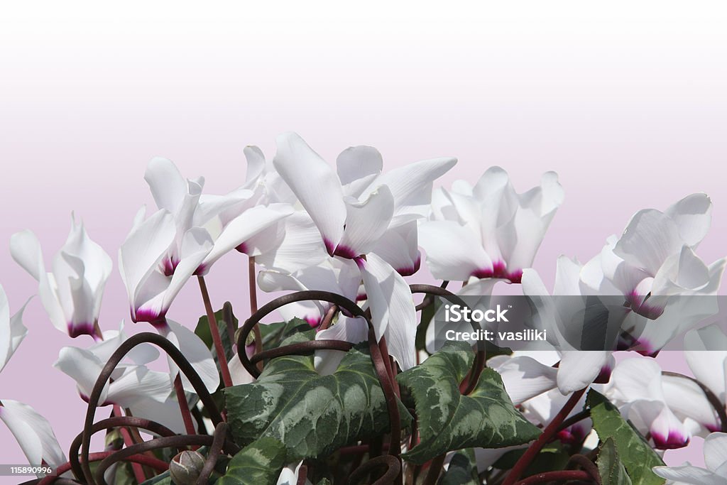 Flores (blanco con trazado de recorte - Foto de stock de Blanco - Color libre de derechos