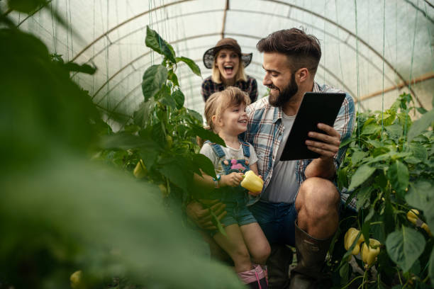 el padre en un invernadero mostrando a su hija cómo crece la pimienta en una tableta digital - greenhouse pepper vegetable garden agriculture fotografías e imágenes de stock