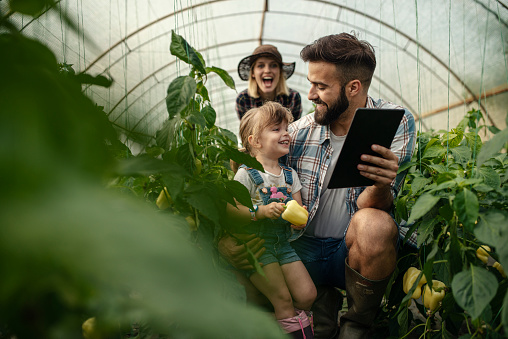 The father in a greenhouse showing his daughter how pepper grows on a digital tablet