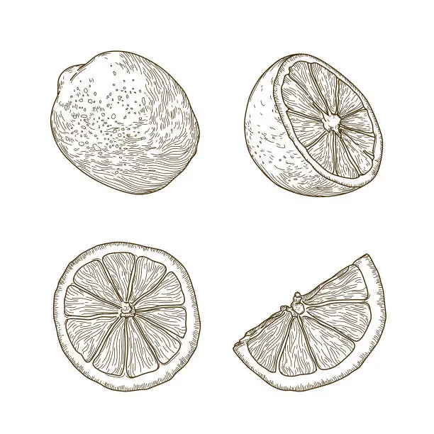 Vector illustration of Vintage Line Art Lemon Set