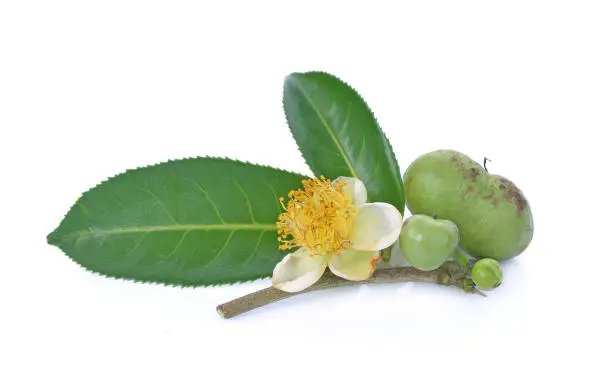 flower, Green tea leaf, tea seed on white background