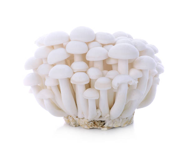 갈색 네이치 버섯 은 흰색 배경에 고립 - 만가닥 버섯 뉴스 사진 이미지
