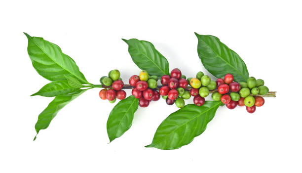 Fresh coffeebeans isolated on white background