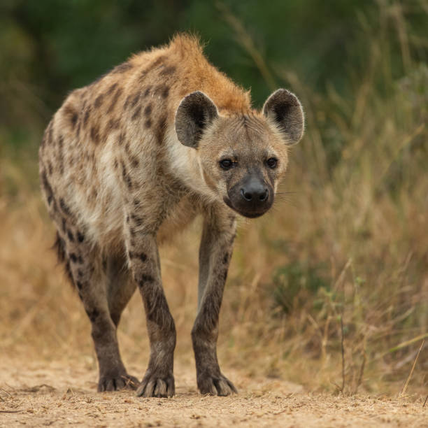 Spotted Hyena during an afternoon game drive in Kruger National Park Spotted Hyena or the laughing Hyena as it's also know as, keeping in close confines of its den with other family members during the afternoon warmth of the Kruger National Park in South Africa. hyena stock pictures, royalty-free photos & images