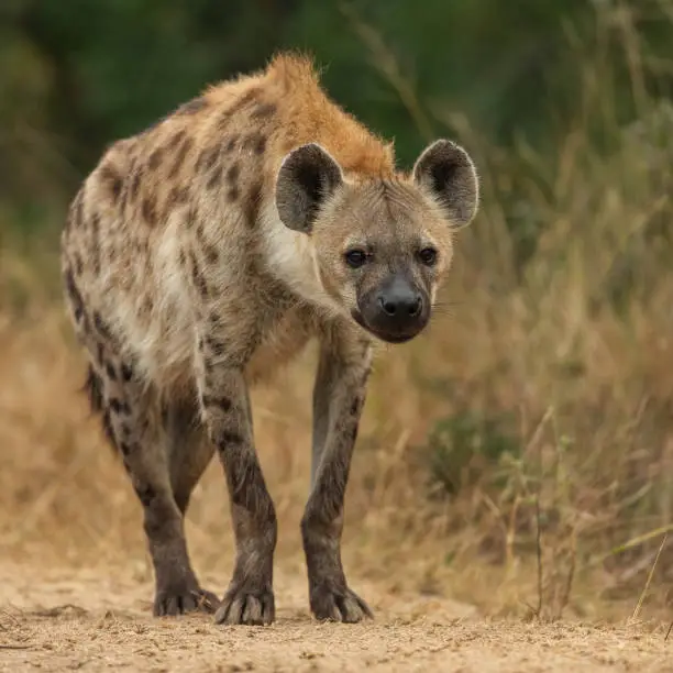 Spotted Hyena or the laughing Hyena as it's also know as, keeping in close confines of its den with other family members during the afternoon warmth of the Kruger National Park in South Africa.